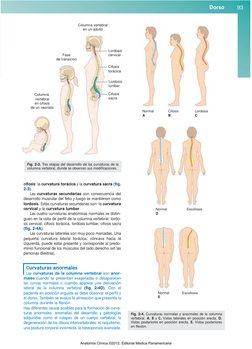 cifosis: la curvatura torácica y la curvatura sacra (fig.
2-3).
Las curvaturas secundarias son consecuencia del
desarrollo mu
