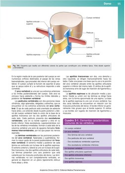 Dorso
95
En la región media de la cara posterior del cuerpo se ven
numerosos orificios destinados al pasaje de las venas
basi