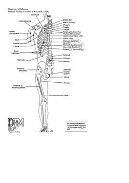 Understanding Chapman's Reflexes | PDF | Vertebra | Anatomical