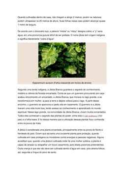 Quando  (http://gunfaremim.com/wp-content/uploads/2012/01/Epipremnun-aureum-1.jpg)cultivadas dentro de casa, não chegam a ati