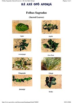 . 
Folhas Sagradas 
(Sacred Leaves) 
 
Ogbó 
 
 
Jojòfà  
 
 
Awùrépépé 
 
 
 
Ewe Òwú 
 
 
Étinpónlá 
 
 
 
Gbegi 
 
 
Jok