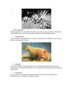 (http://3.bp.blogspot.com/-XU6PipONyBg/T8aPNVOjkjI/AAAAAAAAAAk/eB28ROJuiB8/s1600/mutualismo.jpg)•
Protocooperación
Protocoop