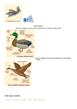 Duck Anatomy | PDF | Duck | Birds