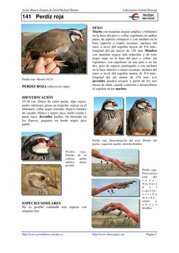 141 Perdiz roja 
Javier Blasco-Zumeta & Gerd-Michael Heinze  
Laboratorio Virtual Ibercaja 
http://www.javierblasco.arrakis.e