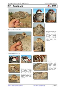 141 Perdiz roja 
Javier Blasco-Zumeta & Gerd-Michael Heinze  
Laboratorio Virtual Ibercaja 
http://www.javierblasco.arrakis.e