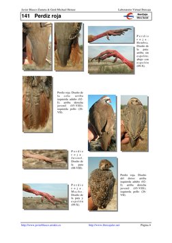 141 Perdiz roja 
Javier Blasco-Zumeta & Gerd-Michael Heinze  
Laboratorio Virtual Ibercaja 
http://www.javierblasco.arrakis.e