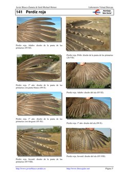 141 Perdiz roja 
Javier Blasco-Zumeta & Gerd-Michael Heinze  
Laboratorio Virtual Ibercaja 
http://www.javierblasco.arrakis.e