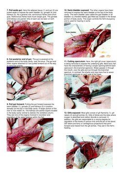 Fish Dissection Procedure Guide | PDF | Gill | Fish