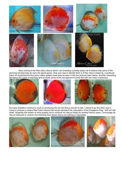 Now coming to the Red calico discus which I am breeding currently leads me to believe that some of the 
stunning red