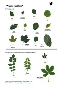 What’s that tree? 
                          
    
 
Created by: Irish Natural Forestry Foundation, Manch, Ballineen, Co. Cor