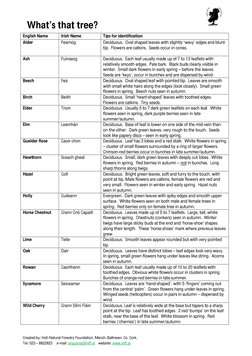 What’s that tree? 
                          
    
 
Created by: Irish Natural Forestry Foundation, Manch, Ballineen, Co. Cor