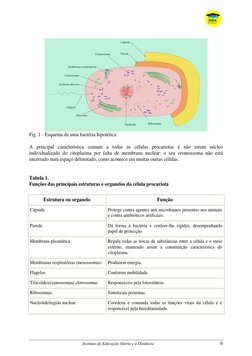 Instituto de Educação Aberta e à Distância 
 
6 
 
Fig. 1 - Esquema de uma bactéria hipotética 
 
A principal característ