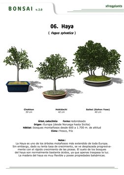 B O N S A I   v. 2.0 
xfrogplants 
 
06.   Haya 
( Fagus  sylvatica  ) 
Árbol, caducifolio            Forma: redondeado 
Oríg