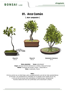 B O N S A I   v. 2.0 
xfrogplants 
 
01.   Arce Común 
( Acer  campestre  ) 
Árbol, caducifolio            Forma: redondeado