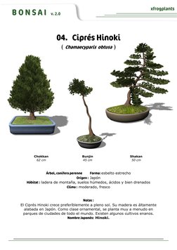 B O N S A I   v. 2.0 
xfrogplants 
 
04.   Ciprés Hinoki 
( Chamaecyparis  obtusa  ) 
Árbol, conífera perenne            Form