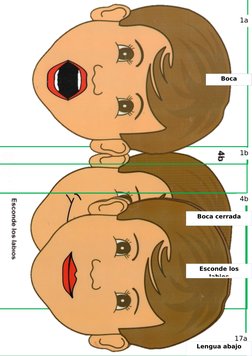 4b
Esconde los
labios
1a
Boca
abierta
17a
Lengua abajo
1b
Boca cerrada
