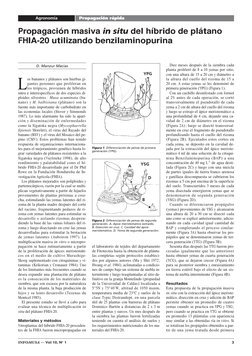 D. Manzur Macias
L
os bananos y plátanos son hierbas gi-
gantes perennes que proliferan en
los trópicos, provienen de híbrido