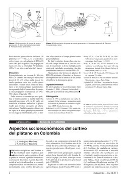 hasta tercera generación se obtienen 156
plántulas [(4+4+4)x13]. Si se considera
seleccionar en cada planta de FHIA-20
cinco