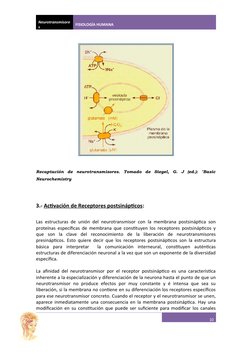 Neurotransmisore
s
FISIOLOGÍA HUMANA
Recaptación  de  neurotransmisores.  Tomado  de  Siegel,  G.  J  (ed.):  "Basic
Neuroche