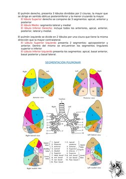 2
El pulmón derecho, presenta 3 lóbulos divididos por 2 cisuras, la mayor que
se dirige en sentido oblicuo posteroinferior y