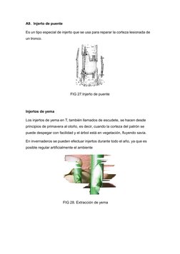 A9.  Injerto de puente
Es un tipo especial de injerto que se usa para reparar la corteza lesionada de 
un tronco. 
FIG 27.Inj