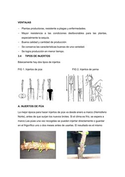 VENTAJAS
-
Plantas productoras, resistente a plagas y enfermedades.
-
Mayor  resistencia  a  las  condiciones  desfavorables
