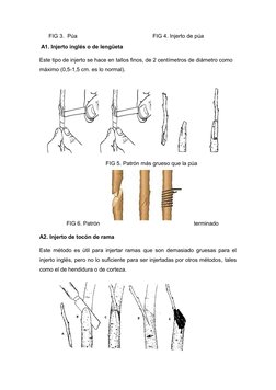 FIG 3.  Púa                                                 FIG 4. Injerto de púa
 A1. Injerto inglés o de lengüeta
Est