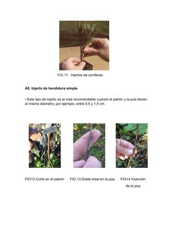 FIG 11.  Injertos de coníferas
A5. Injerto de hendidu