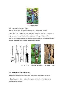FIG 15.Encerrado
A6. Injerto de hendidura doble
Es uno de los tipos de inj