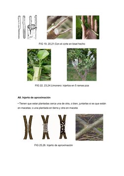 FIG 19, 20,21.Con el corte en bisel hecho
                       
FIG 22, 23,24.Limonero: injertos en