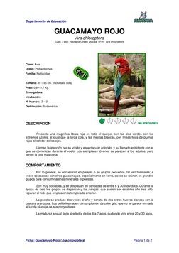 Departamento de Educación 
 
 
 
Ficha: Guacamayo Rojo (Ara chloroptera)