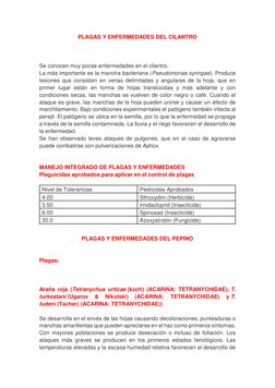 PLAGAS Y ENFERMEDADES DEL CILANTRO 
 
 
 
Se conocen muy pocas enfermedades en el cilantro. 
La más importante es la mancha b