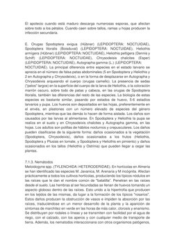 El apotecio cuando está maduro descarga numerosas esporas, que afectan 
sobre todo a los pétalos. Cuando caen sobre tallos, r