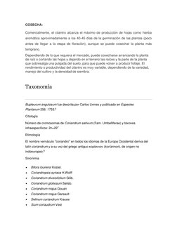 COSECHA:   
Comercialmente, el cilantro alcanza el máximo de producción de hojas como hierba 
aromática aproximadamente a los