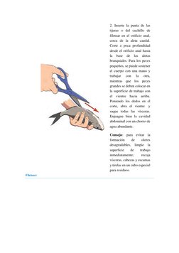 2. Inserte la punta de las 
tijeras o del cuchillo de 
filetear en el orificio anal, 
cerca de la aleta caudal. 
Corte a po