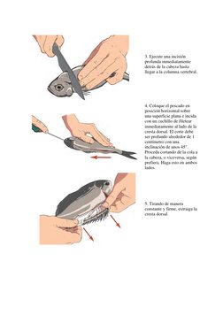 3. Ejecute una incisión 
profunda inmediatamente 
detrás de la cabeza hasta 
llegar a la columna vertebral. 
 
4. Coloque e