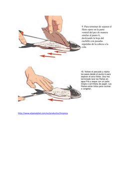 9. Para terminar de separar el 
filete opere en la parte 
ventral del pez de manera 
similar al punto 6, 
deslizando la hoj