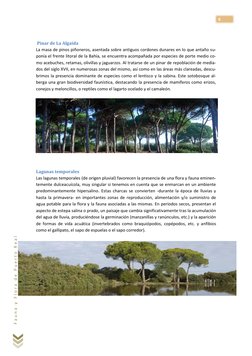 9 
F a u n a  y  F l o r a  d e  P u e r t o  R e a l  
 
 Pinar de La Algaida 
La masa de pinos piñoneros, asentada