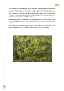 4 
F a u n a  y  F l o r a  d e  P u e r t o  R e a l  
se encharca en las mareas vivas, y en la cual, las especies a