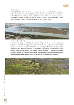 8 
F a u n a  y  F l o r a  d e  P u e r t o  R e a l  
 Río San Pedro 
El caño del Río San Pedro constituía un ramal