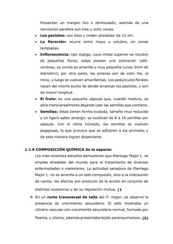 Presentan un margen liso o denticulado, además de una 
nerviación paralela con tres u ocho venas.  
 Los pecíolos: son lisos
