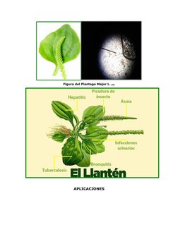  
Figura del Plantago Major L. (4) 
 
 
APLICACIONES 
 
 
 
