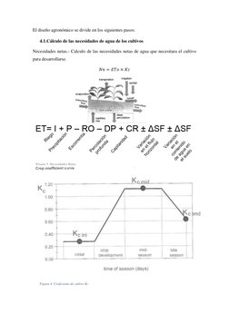 El diseño agronómico se divide en los siguientes pasos: 
4.1.Cálculo de las necesidades de agua de los cultivos 
Necesidades
