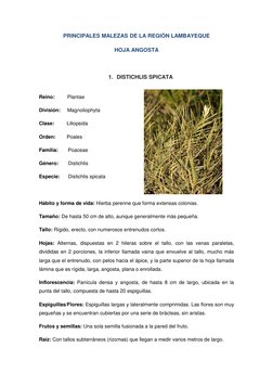 PRINCIPALES MALEZAS DE LA REGIÓN LAMBAYEQUE 
HOJA ANGOSTA 
 
1. DISTICHLIS SPICATA 
 
Reino:         Plantae 
División:     M