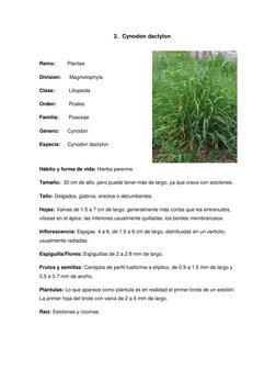 2. Cynodon dactylon 
 
Reino:         Plantae  
División:      Magnoliophyta 
Clase:          Liliopsida 
Orden:         Poal