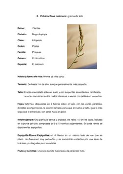 6. Echinochloa colonum: grama de lefe 
 
Reino:             Plantae  
División: 
Magnoliophyta 
Clase:   
Liliopsida 
Orden: