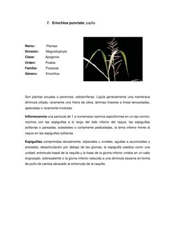 7. Eriochloa punctata: pajilla 
 
 
 
Reino:             Plantae 
División: 
Magnoliophyta 
Clase:            Apogonia 
Orden
