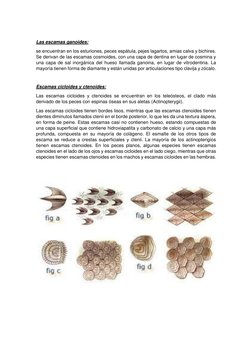 Las escamas ganoides:  
se encuentran en los esturiones, peces espátula, pejes lagartos, amias calva y bichires. 
Se deriva