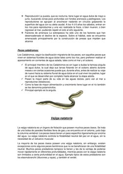  Reproducción La puesta, que es nocturna, tiene lugar en agua dulce de mayo a 
junio, buscando zonas poco profundas con fond