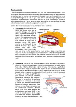 Funcionamiento 
Como se ha mencionado anteriormente el pez solo está flotando en equilibrio a cierta 
profundidad. Esto es de